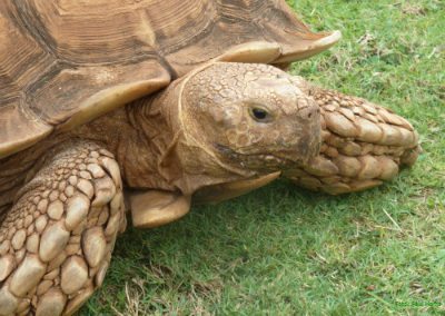 Afrikansk sporeskildpadde