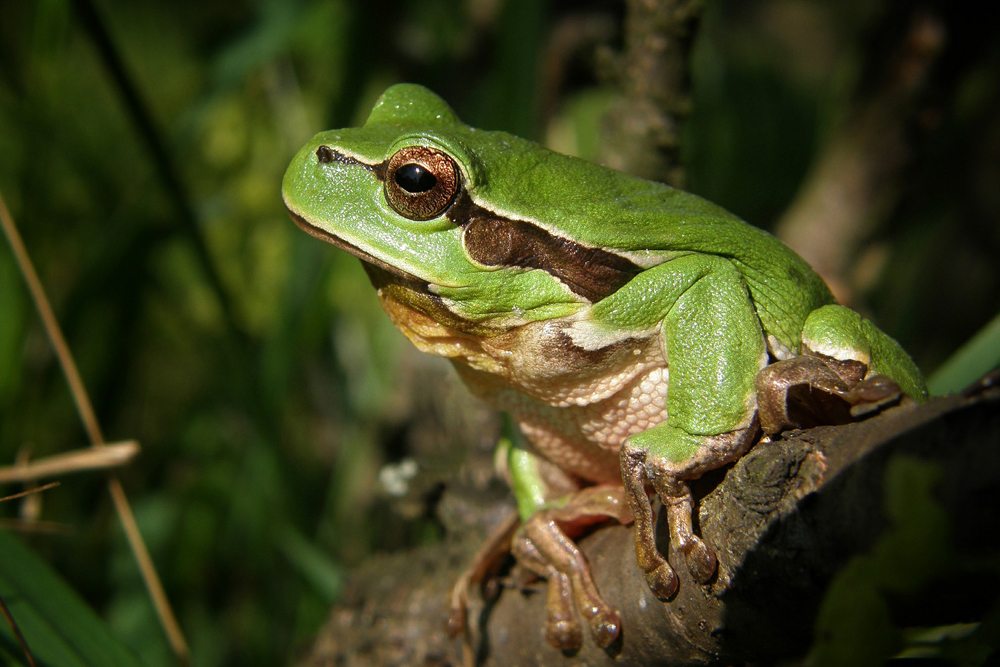 tree-frog-frog-nature-macro-48790