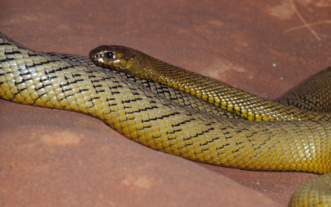 Indlandstaipan