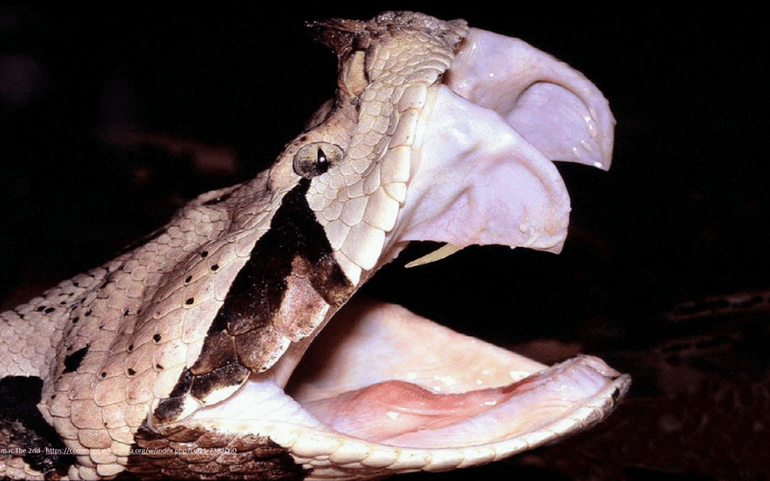 Gaboon Viper