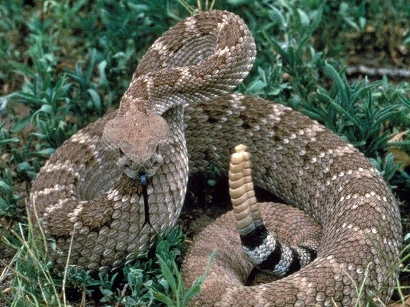 Vestlig Diamant-         klapperslange