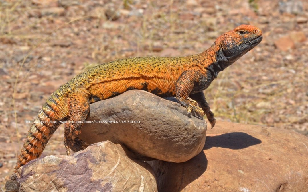 Marokkansk tornhaleagam