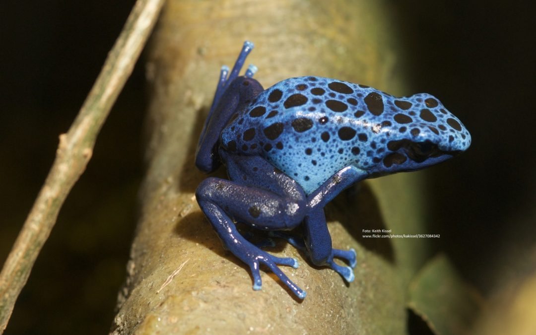 Blå farvefrø