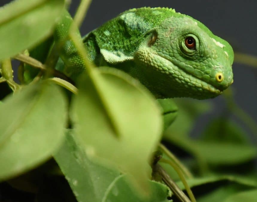 Fiji-leguan