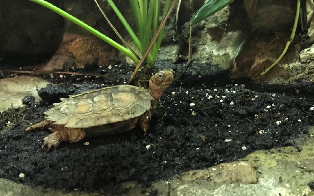 Vietnamesisk bladskildpadde