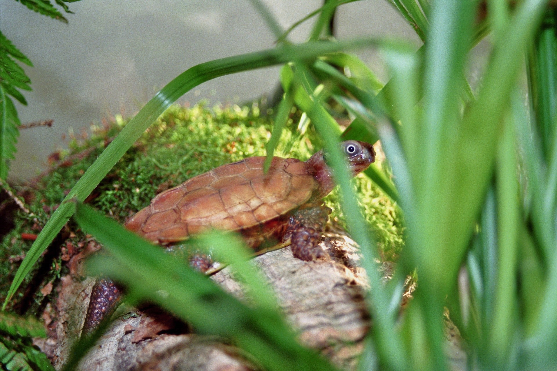 Vietnamesisk bladskildpadde1