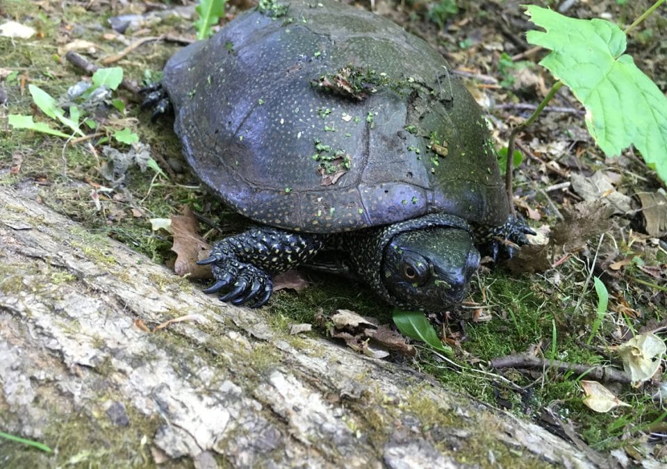 Europæisk sumpskildpadde