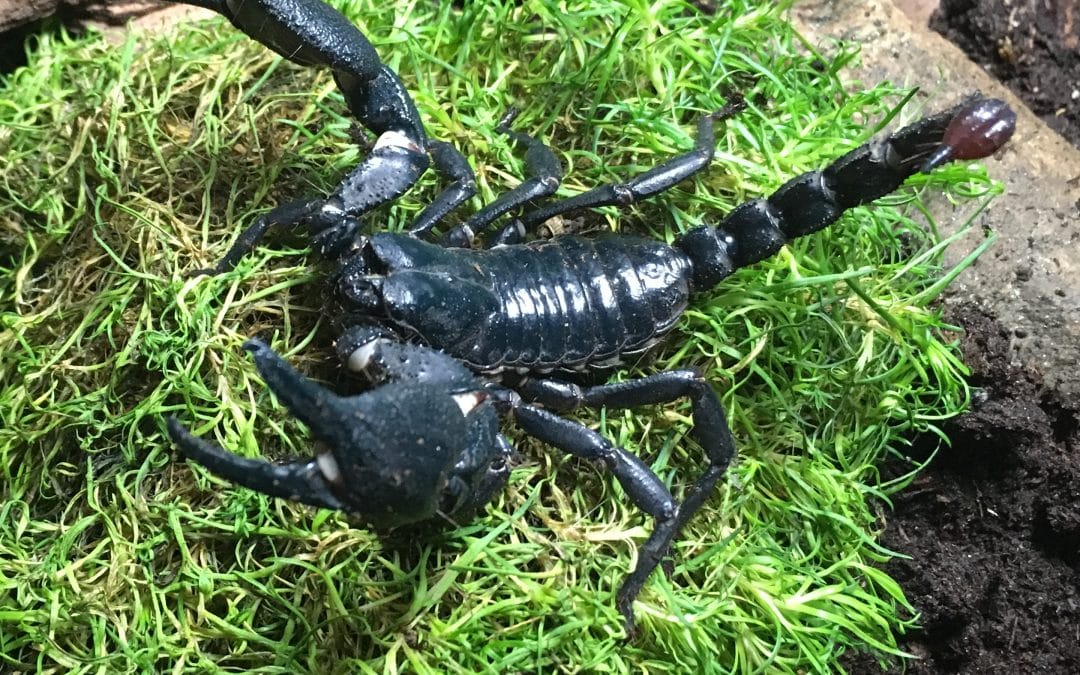 Malaysisk kæmpeskorpion