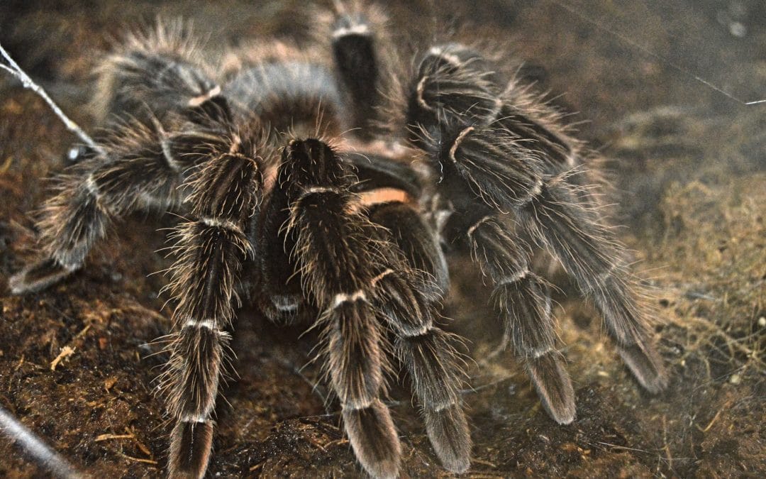 Laksefarvet fugleedderkop