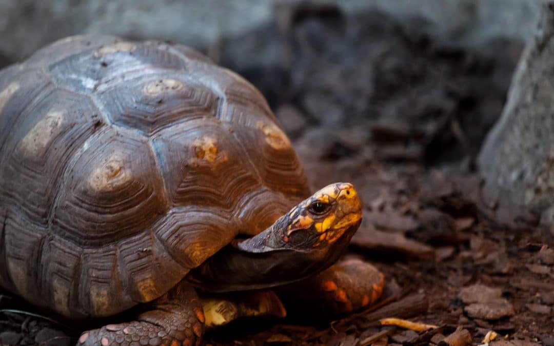 Rødfodet skovskildpadde