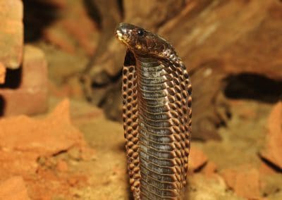 Ægyptisk kobra