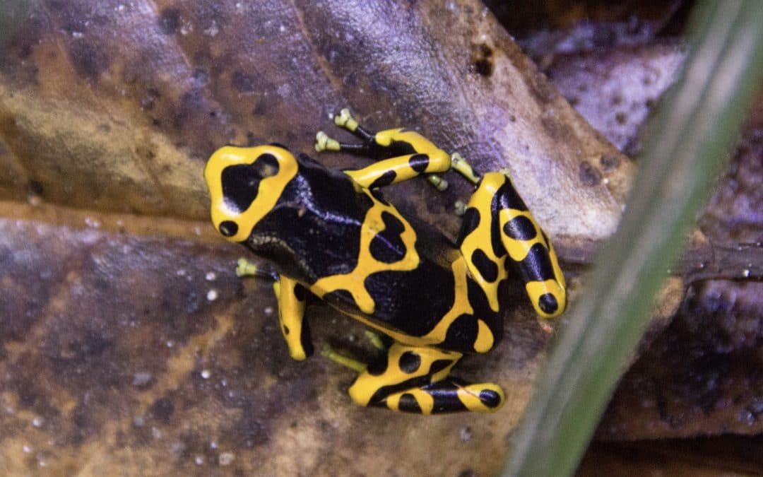 Gulbåndet pilegiftfrø