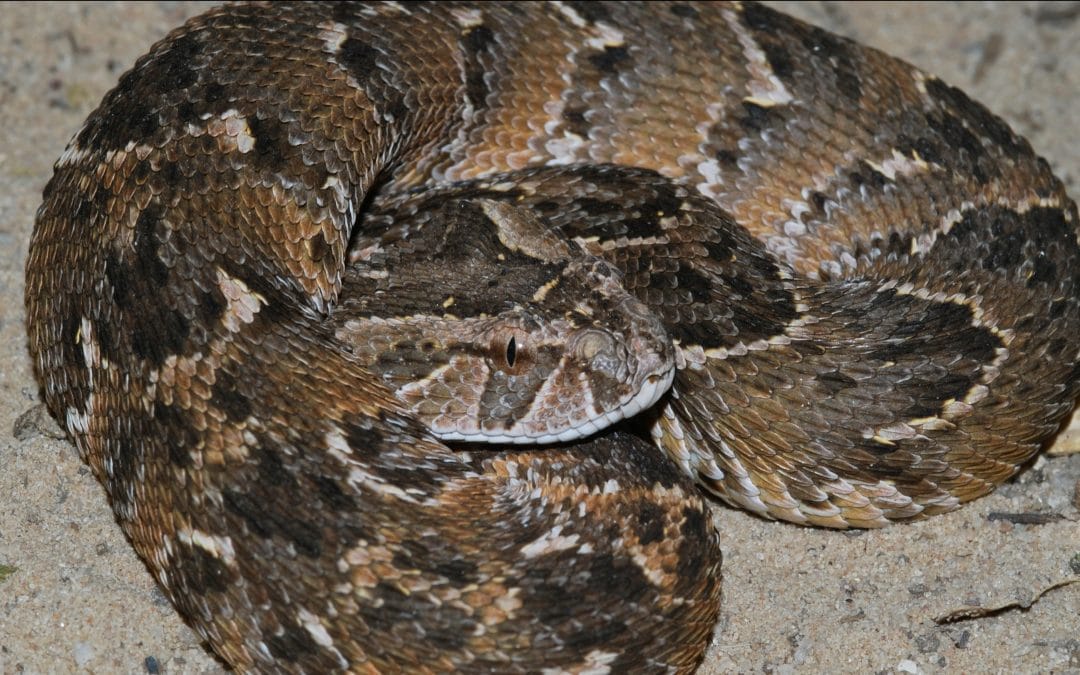 Puffadder