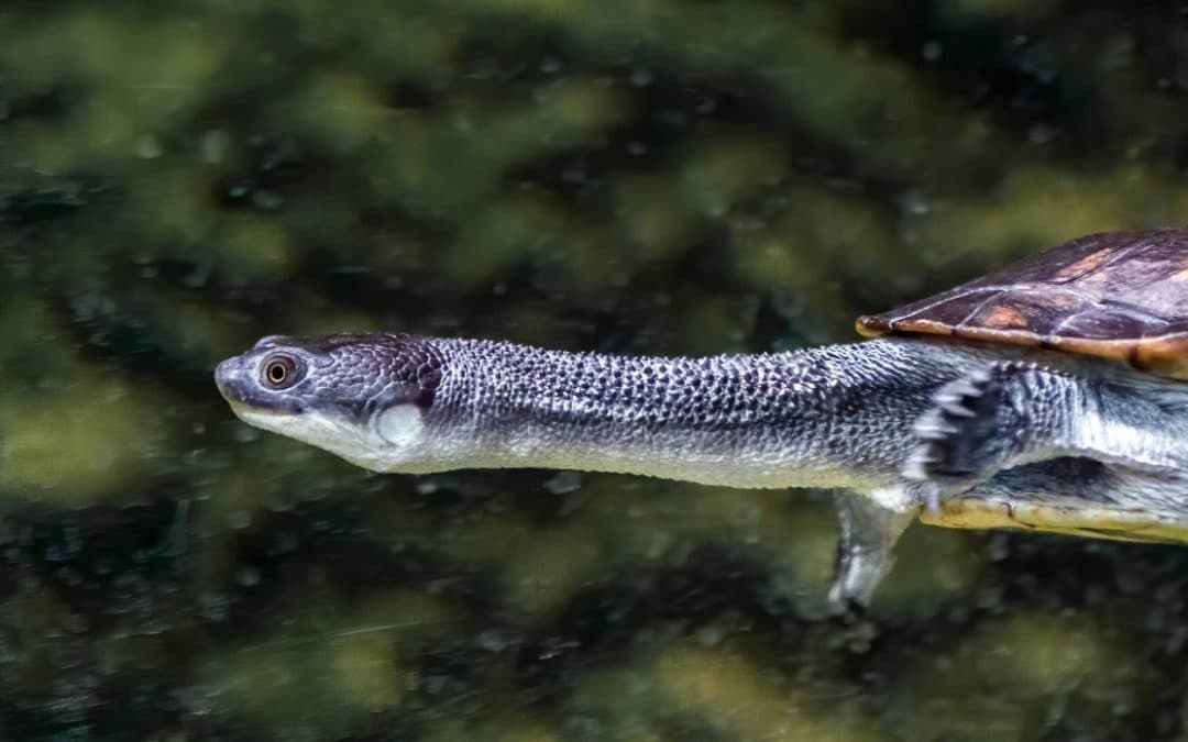 Roti-slangehals-skildpadde